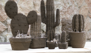 cacti plants-01